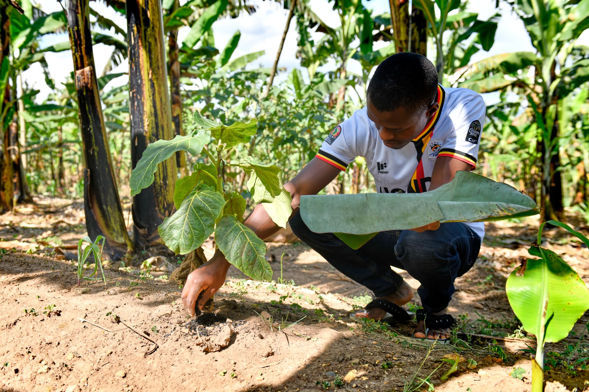 Sustainable agriculture background image